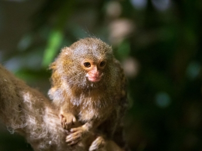 Ouistiti pygmée - De Zonnegloed - Refuge pour animaux